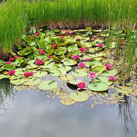 Sport Inklusive Schwimmbad, Sauna Und Fruehstueck Naehe Europa-park 4*